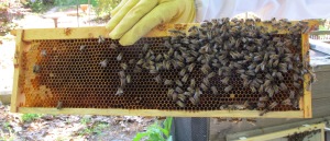 Frame from hive with no brood